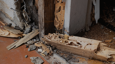 Hidden Areas in Homes Where Termites Commonly Go Undetected for Years