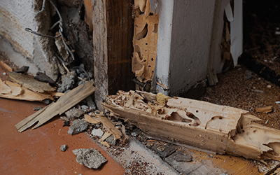 Hidden Areas in Homes Where Termites Commonly Go Undetected for Years